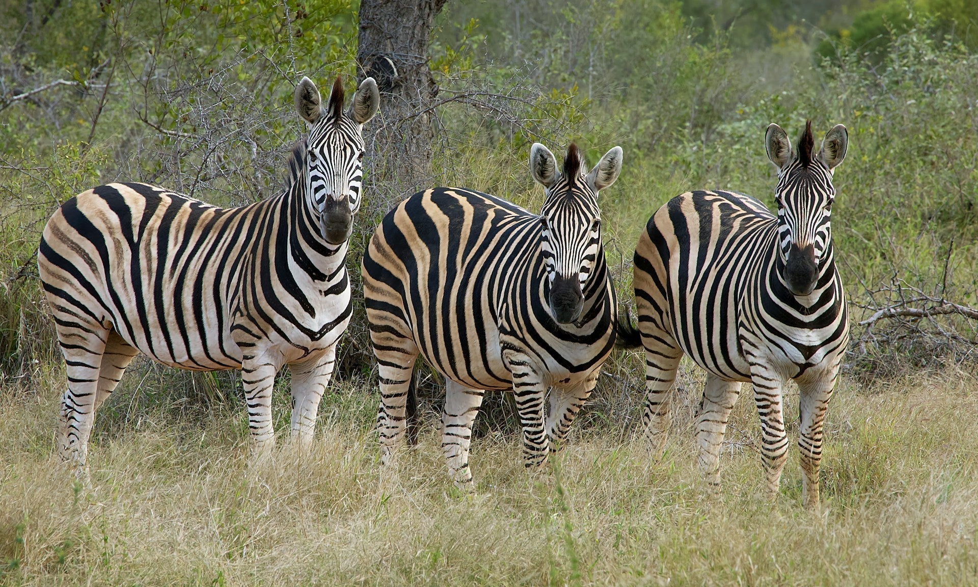 What Is Zebra Stripping? A Simple Way to Drink Less