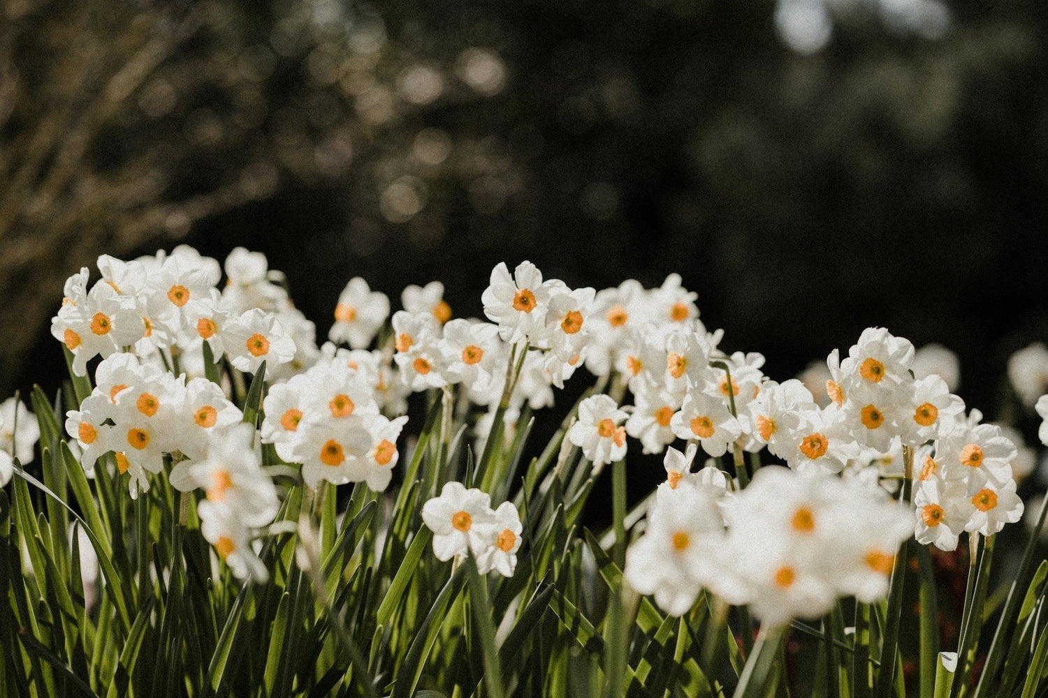 Spring Has Sprung