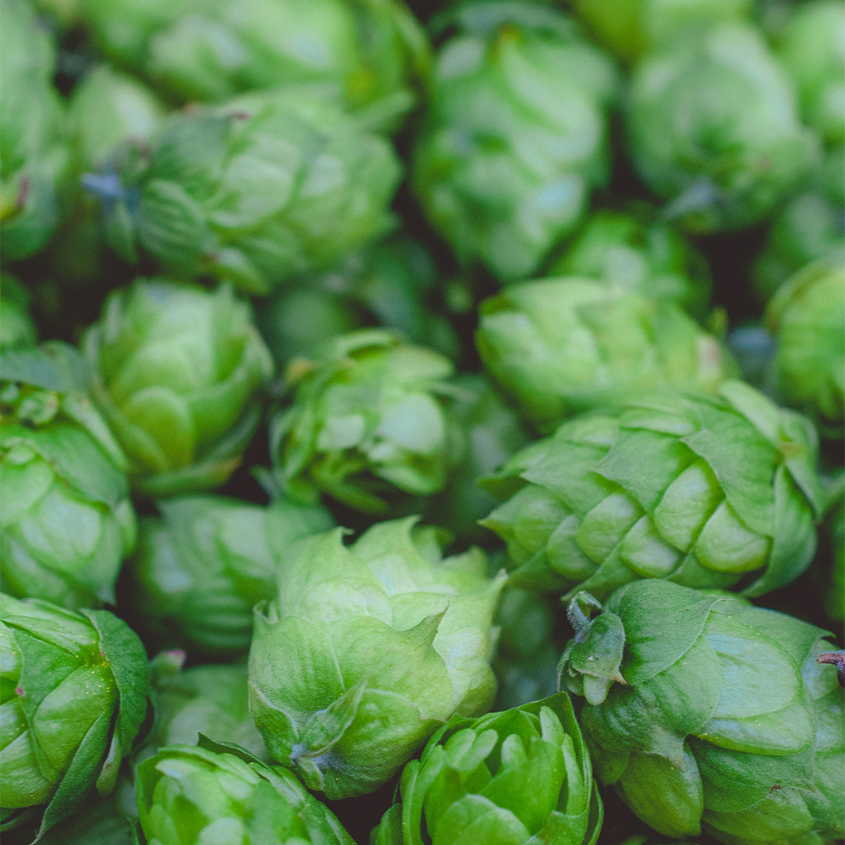 Close-up of green hop cones