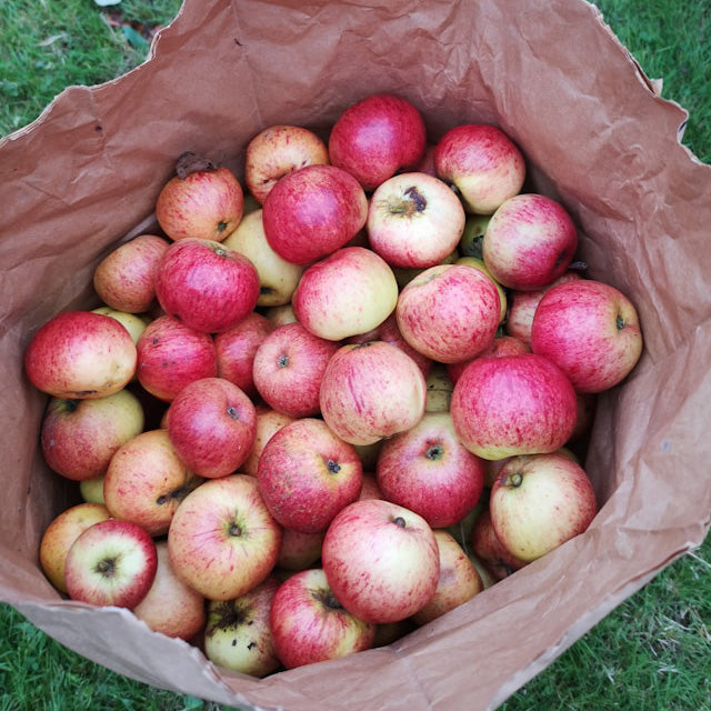 Brown paper bag filled with red and yellow apples on a grassy background