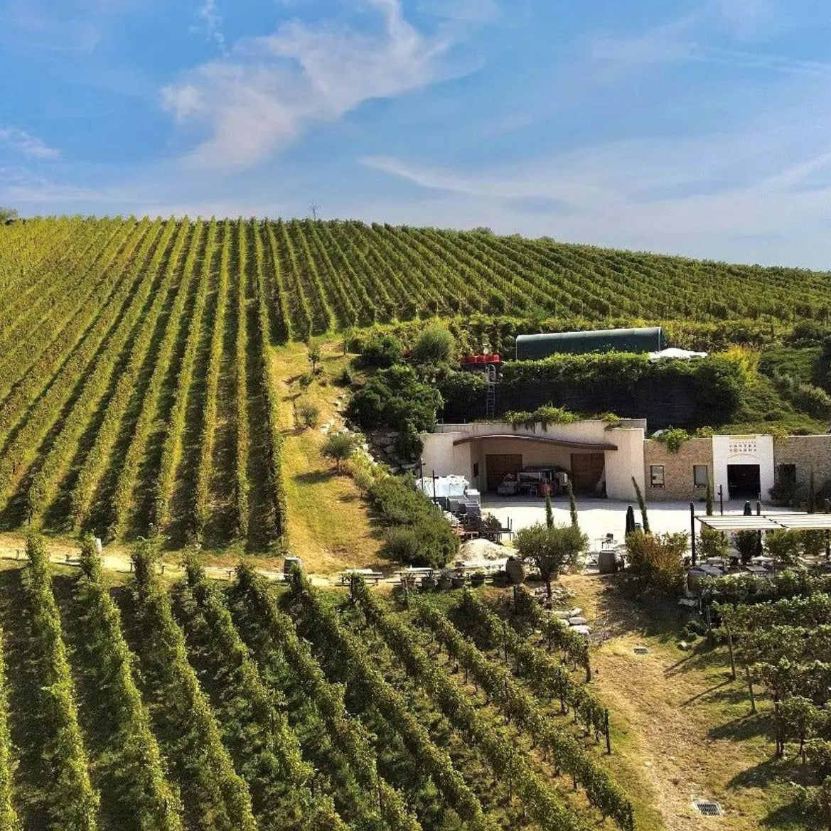 Oddbird Low Intervention Wines from Italy