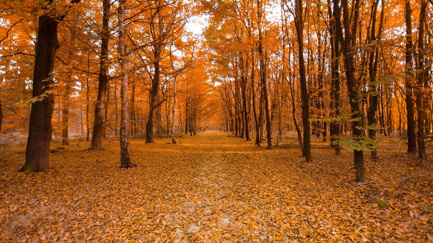 A woods filled with October Autumn Trees with brown falling leaves