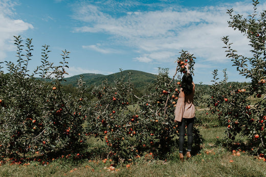 Celebrating World Cider Day