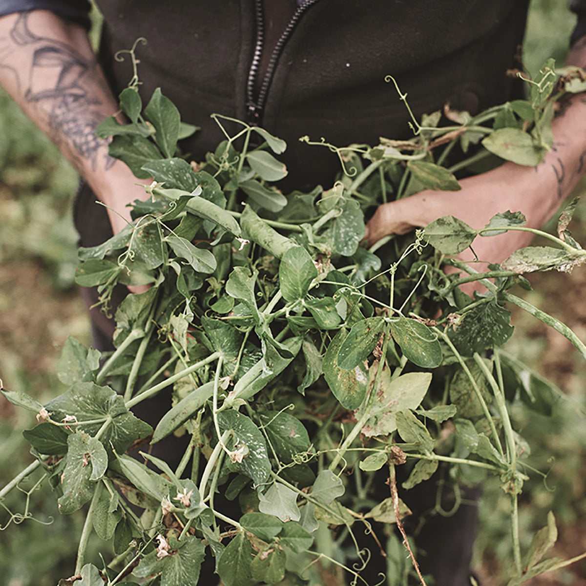 Seedlip Garden 108 - Peas